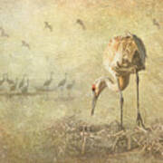 Sandhill Crane Nesting Composite Poster