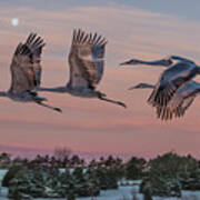 Sandhill Cranes In Flight Poster