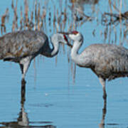 Sandhill Pair 2 Poster