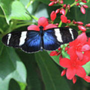 Sapho Longwing Butterfly Poster
