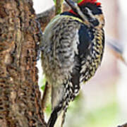 Sapsucker Poster