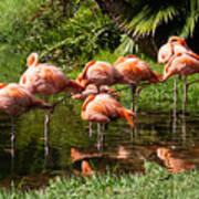 Sarasota Jungle Garden Flamingos In Vrksasana Poster