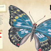 Sasakia Charonda Butterfly Poster