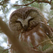 Saw Whet Owl Resting Poster