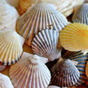 Scallop Seashells Poster