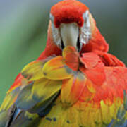 Scarlet Macaw Preening Ii Poster