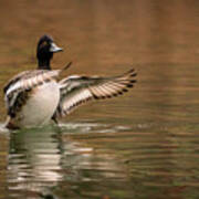 Scaup In The Water I Poster