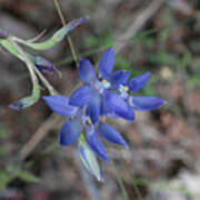 Scented Sun Orchid #3 Poster