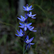 Scented Sun Orchid - Thelymitra Macrophylla 2 Poster