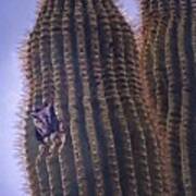 Screech Owl In Giant Cactus Poster