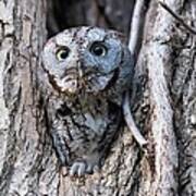 Screech Owl - Time To Takeoff Poster