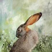 Scrub Hare3 Poster