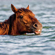 Sea Horse Poster