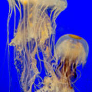 Sea Nettles Poster