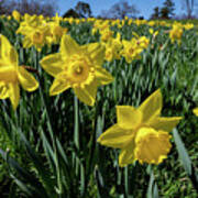 Sea Of Daffodils Poster