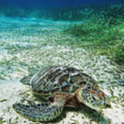 Sea Turtle On The Outskirts Of The Belize Barrier Reef Poster