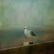Seagull On A Fence Poster
