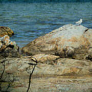 Seagull On A Rock Poster