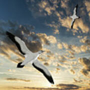 Seagulls At Sunset Poster