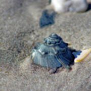 Seashell Sand Castle Poster