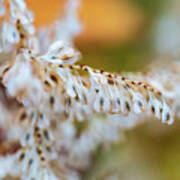 Seed Pods Poster