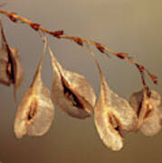 Seed Pods Poster