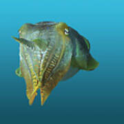 Sepia - Magnificent Portraiture Of Cuttlefish On Gradient Blue - Poster