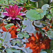 September Rose Water Lily 1 Poster