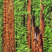 Sequoia Redwoods National Park, California Poster