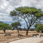Serengeti Zebra Crossing Poster