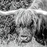 Shaggy Coo Of Scotland Poster