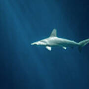 Shark Monterey Bay Aquarium Poster