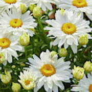 Shasta Daisy Poster