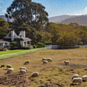 Sheep At Mission Ranch Poster