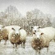 Sheep Gathering In Snow Poster