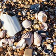 Shells Collection On Pebbles Poster