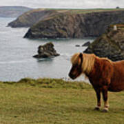 Shetland Ponies Of Cornwall Poster