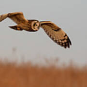 Short-eared Owl On The Tallgrass Prairie #1 Poster