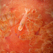 Shrimp On Nudibranch Poster