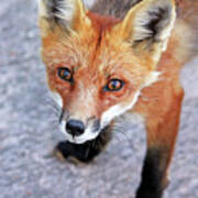 Shy Red Fox Poster