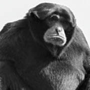 Siamang Portrait In Black And White Poster