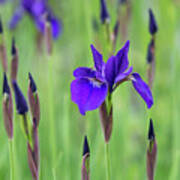 Siberian Flag Iris Caesars Brother In May Poster