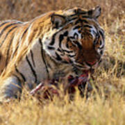 Siberian Tiger Eating Poster