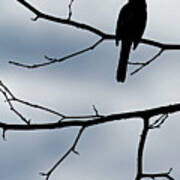 Silhouette Of A Towhee Poster