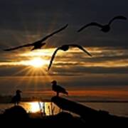 Silhouetted Seagulls Poster