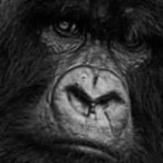 Silverback Glare Poster