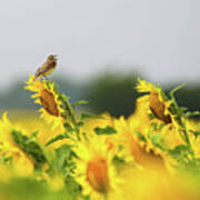 Singing Bird On Sunflowers Poster