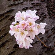 Single Cherry Blossom Poster