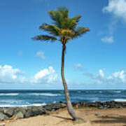 Single Palm Tree In Old San Juan, Puerto Rico Poster