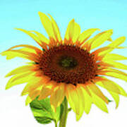 Single Sunflower Poster